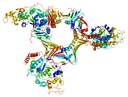 Flap structure-specific endonuclease 1